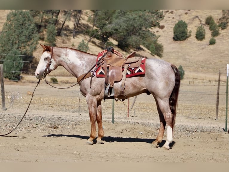 American Paint Horse Wallach 12 Jahre Overo-alle-Farben in Tres Pinos