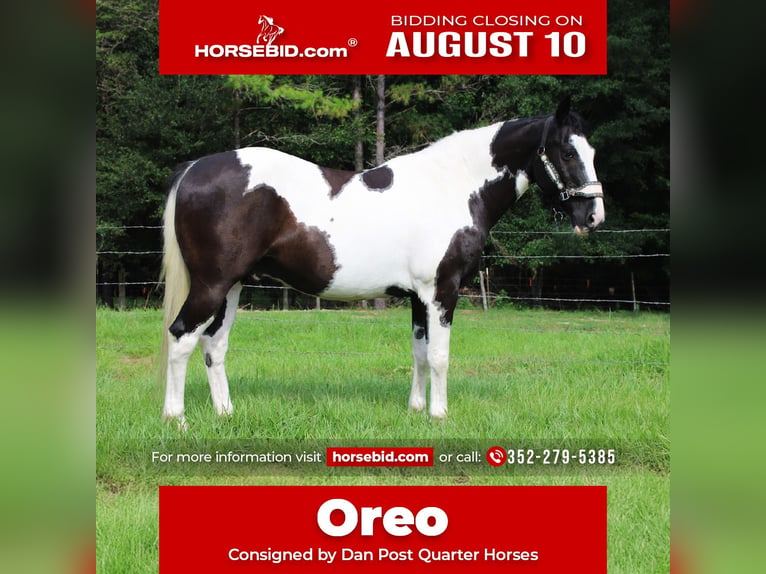 American Paint Horse Wallach 12 Jahre Schecke in Brooksville