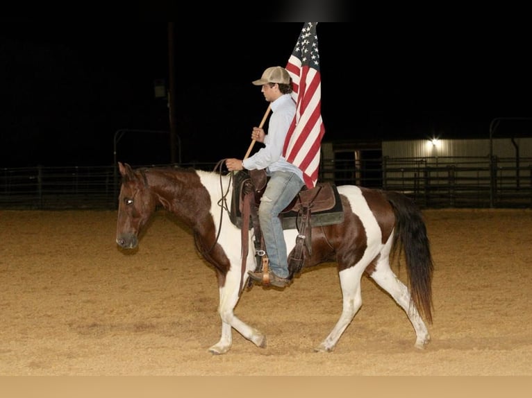 American Paint Horse Wallach 13 Jahre 135 cm Dunkelfuchs in Stephenville TX