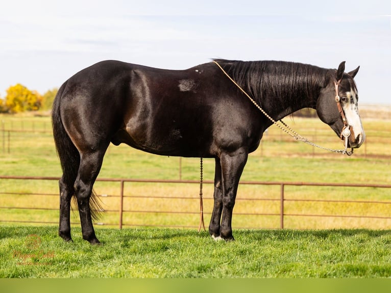 American Paint Horse Wallach 13 Jahre 145 cm Rappe in Caldwell