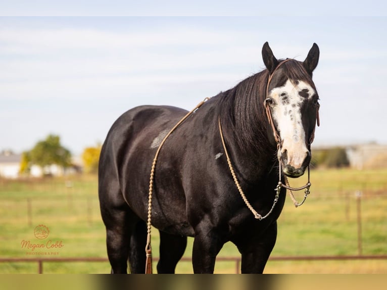 American Paint Horse Wallach 13 Jahre 145 cm Rappe in Caldwell