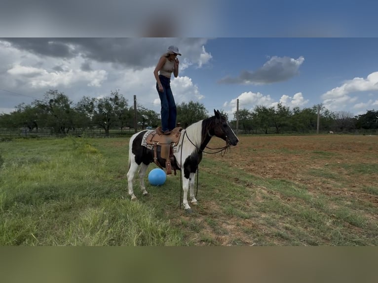 American Paint Horse Wallach 13 Jahre 147 cm Schecke in Springtown