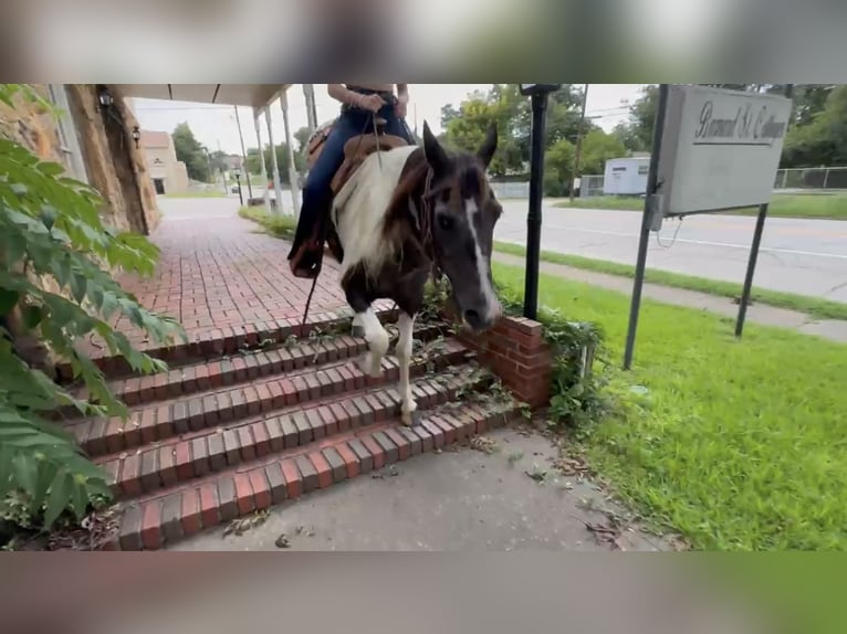 American Paint Horse Wallach 13 Jahre 147 cm Schecke in Springtown