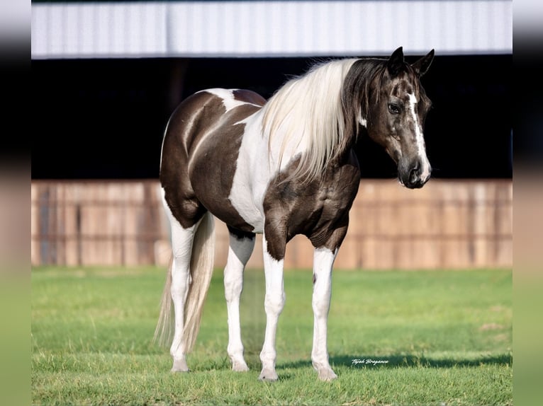 American Paint Horse Wallach 13 Jahre 147 cm Schecke in Springtown