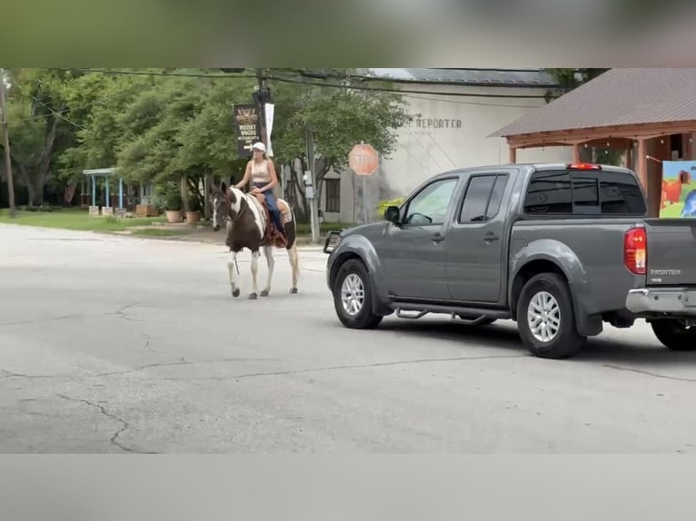 American Paint Horse Wallach 13 Jahre 147 cm Schecke in Springtown