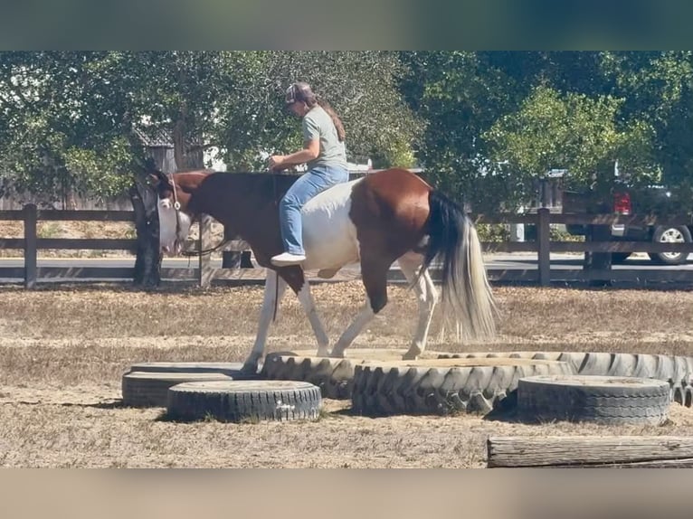 American Paint Horse Wallach 13 Jahre 152 cm Overo-alle-Farben in King City