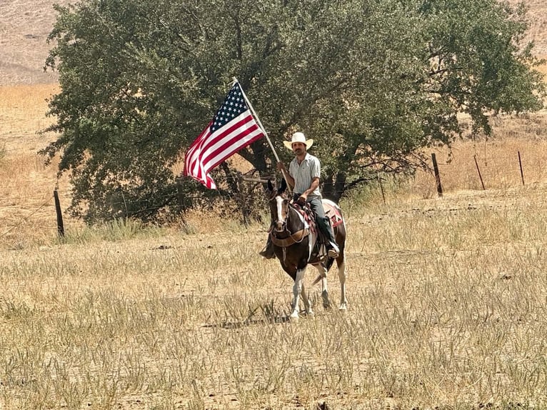 American Paint Horse Wallach 13 Jahre 152 cm Tobiano-alle-Farben in Tres Pinos