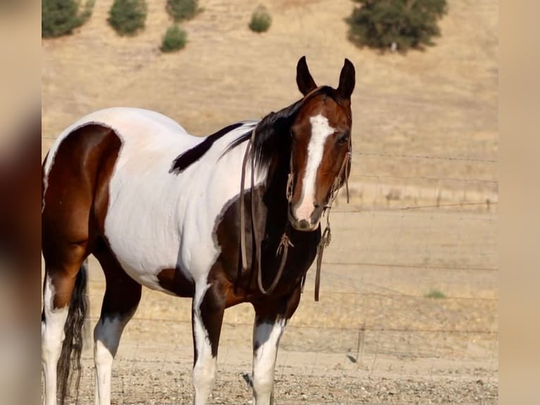 American Paint Horse Wallach 13 Jahre 152 cm Tobiano-alle-Farben in Tres Pinos