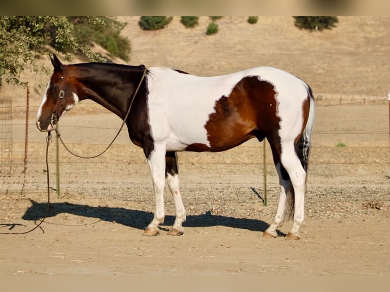 American Paint Horse Wallach 13 Jahre 152 cm Tobiano-alle-Farben in Tres Pinos
