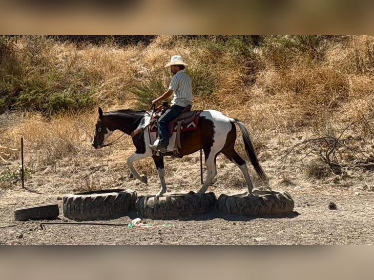 American Paint Horse Wallach 13 Jahre 152 cm Tobiano-alle-Farben in Tres Pinos