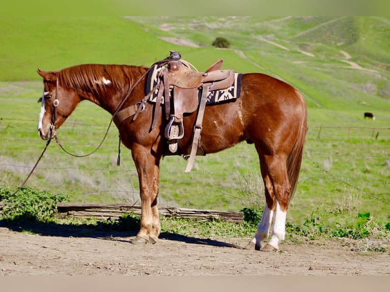 American Paint Horse Wallach 13 Jahre 155 cm Rotfuchs in Paicines CA