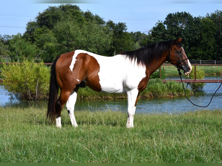 American Paint Horse Wallach 13 Jahre 155 cm Schecke in Stephenville
