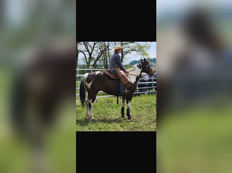 American Paint Horse Wallach 13 Jahre 155 cm Tobiano-alle-Farben in La Tanne
