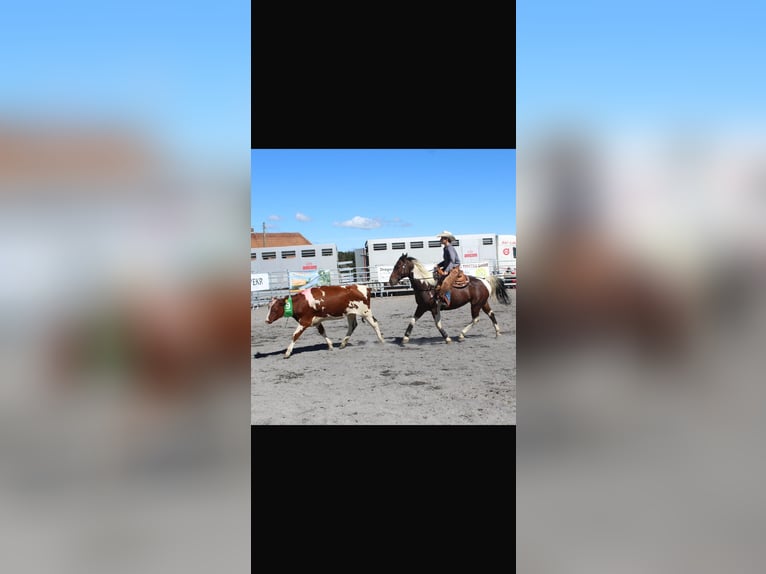 American Paint Horse Wallach 13 Jahre 155 cm Tobiano-alle-Farben in La Tanne