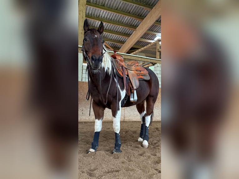 American Paint Horse Wallach 13 Jahre 155 cm Tobiano-alle-Farben in La Tanne