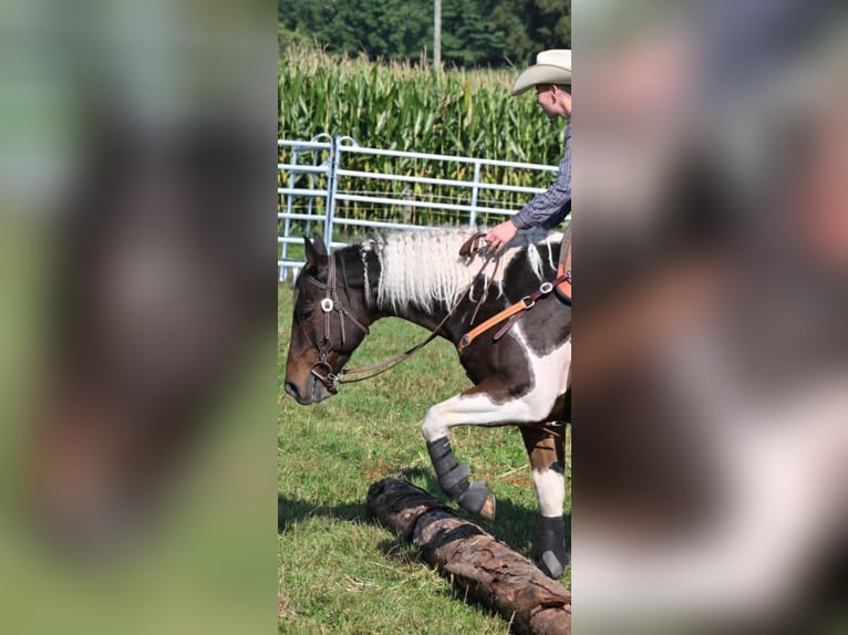 American Paint Horse Wallach 13 Jahre 155 cm Tobiano-alle-Farben in La Tanne