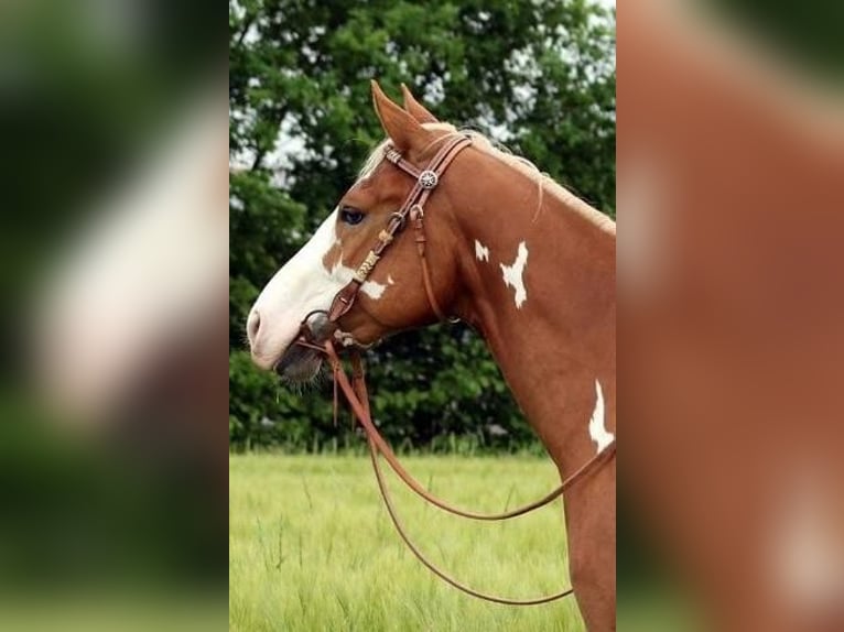 American Paint Horse Wallach 13 Jahre 156 cm Schecke in Grethem