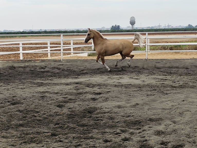 American Paint Horse Wallach 13 Jahre 161 cm Palomino in Sevilla