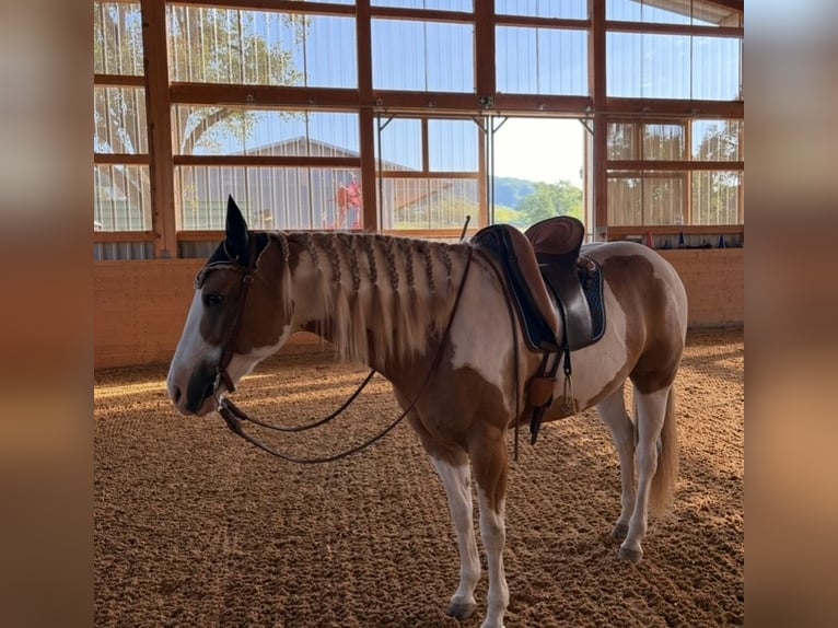 American Paint Horse Wallach 13 Jahre 162 cm Schecke in Steinen
