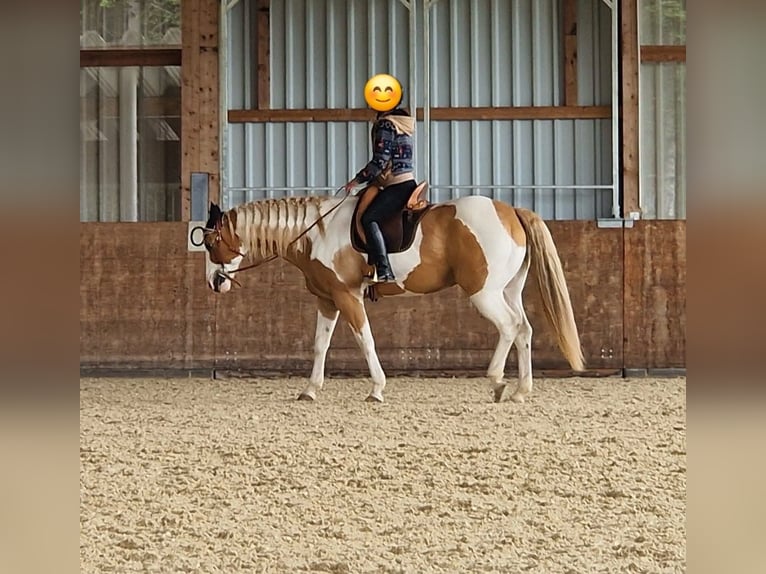 American Paint Horse Wallach 13 Jahre 162 cm Schecke in Steinen