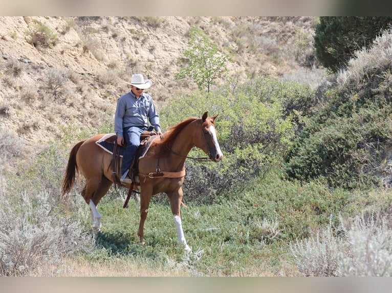 American Paint Horse Wallach 13 Jahre Rotfuchs in Ripley