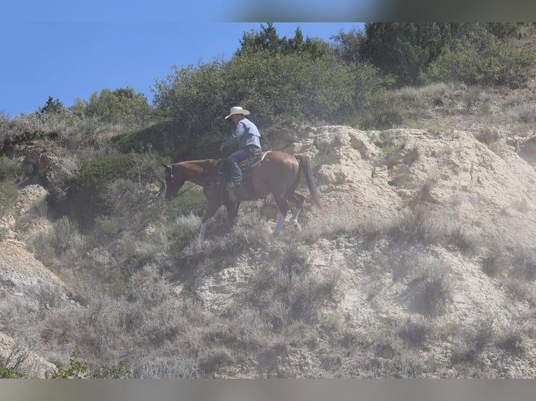 American Paint Horse Wallach 13 Jahre Rotfuchs in Ripley