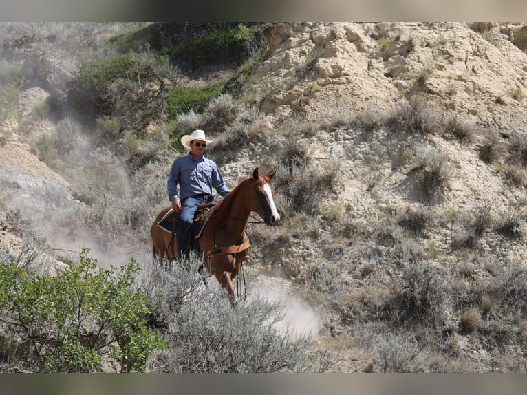 American Paint Horse Wallach 13 Jahre Rotfuchs in Ripley