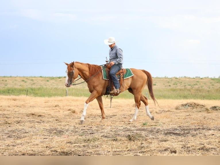 American Paint Horse Wallach 13 Jahre Rotfuchs in Ripley