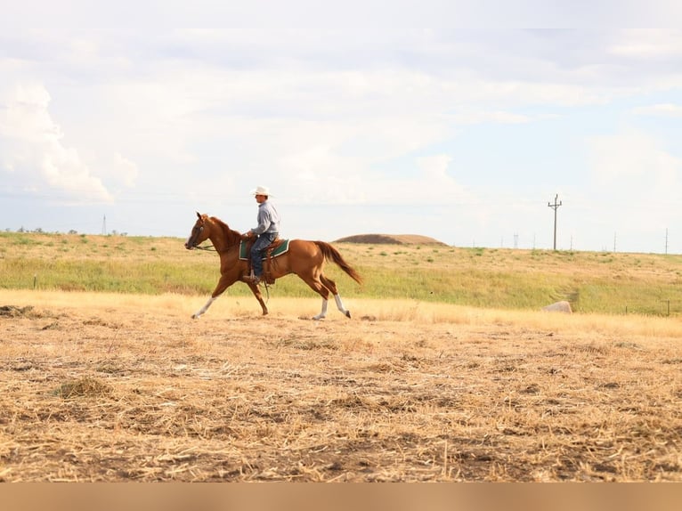 American Paint Horse Wallach 13 Jahre Rotfuchs in Ripley