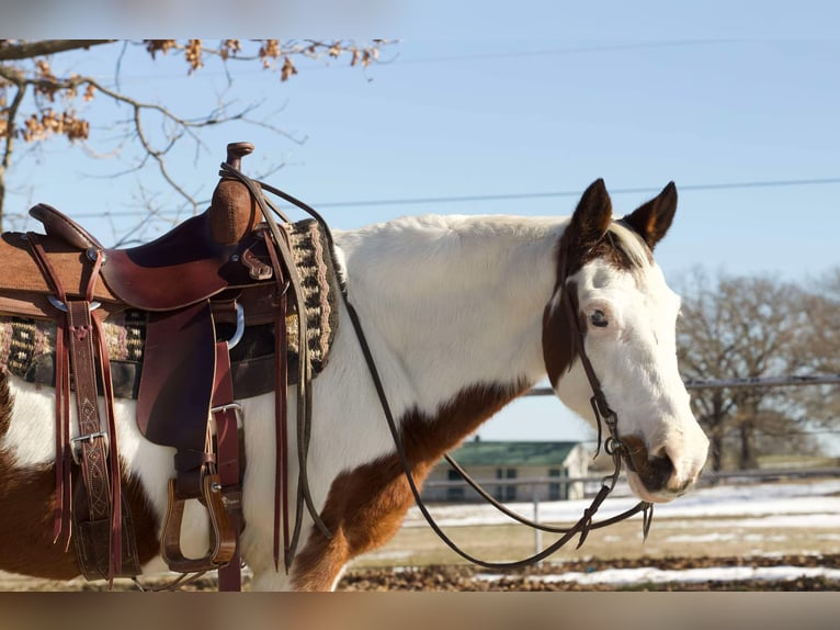 American Paint Horse Wallach 14 Jahre 142 cm Tobiano-alle-Farben in Sallisaw OK