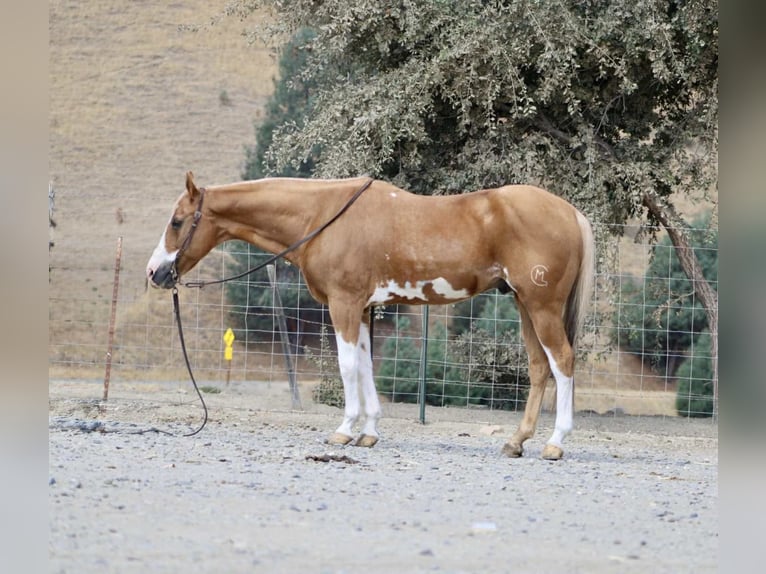 American Paint Horse Wallach 14 Jahre 145 cm Overo-alle-Farben in Paicines CA