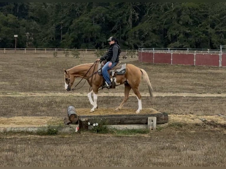 American Paint Horse Wallach 14 Jahre 145 cm Overo-alle-Farben in Paicines CA