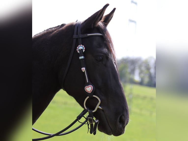 American Paint Horse Wallach 14 Jahre 150 cm Rappe in Iserlohn