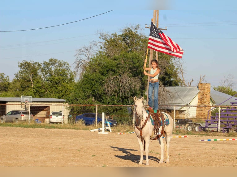 American Paint Horse Wallach 14 Jahre 150 cm Tobiano-alle-Farben in Stephenville tX