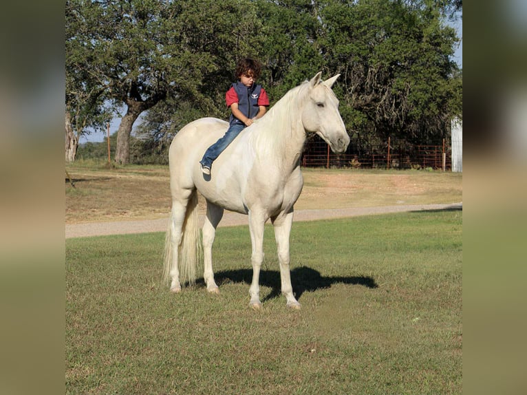 American Paint Horse Wallach 14 Jahre 150 cm Tobiano-alle-Farben in Stephenville tX