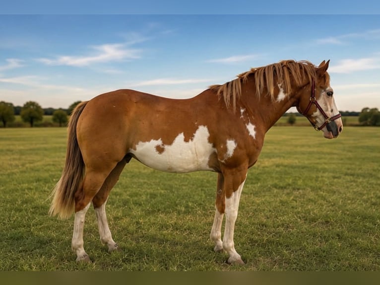 American Paint Horse Wallach 14 Jahre 152 cm Overo-alle-Farben in Abilene
