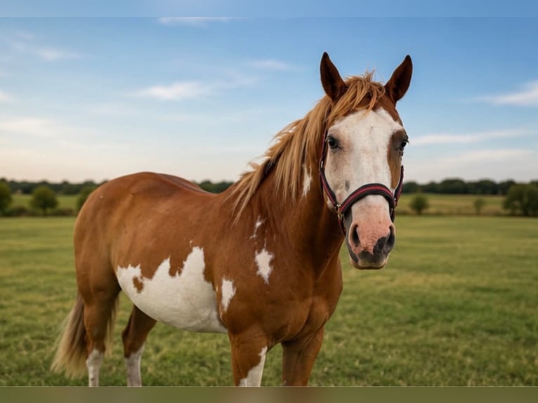 American Paint Horse Wallach 14 Jahre 152 cm Overo-alle-Farben in Abilene