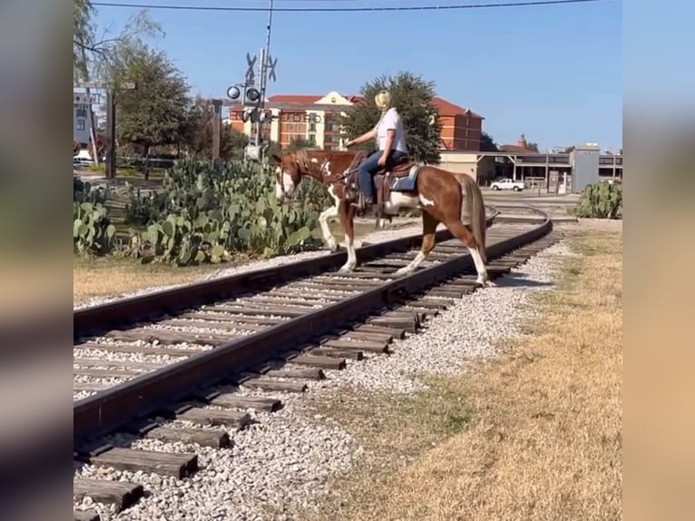 American Paint Horse Wallach 14 Jahre 152 cm Overo-alle-Farben in Abilene