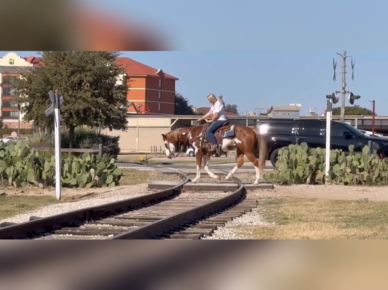 American Paint Horse Wallach 14 Jahre 152 cm Overo-alle-Farben in Abilene