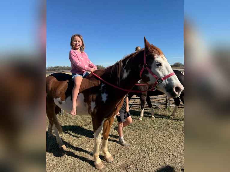 American Paint Horse Wallach 14 Jahre 152 cm Overo-alle-Farben in Abilene