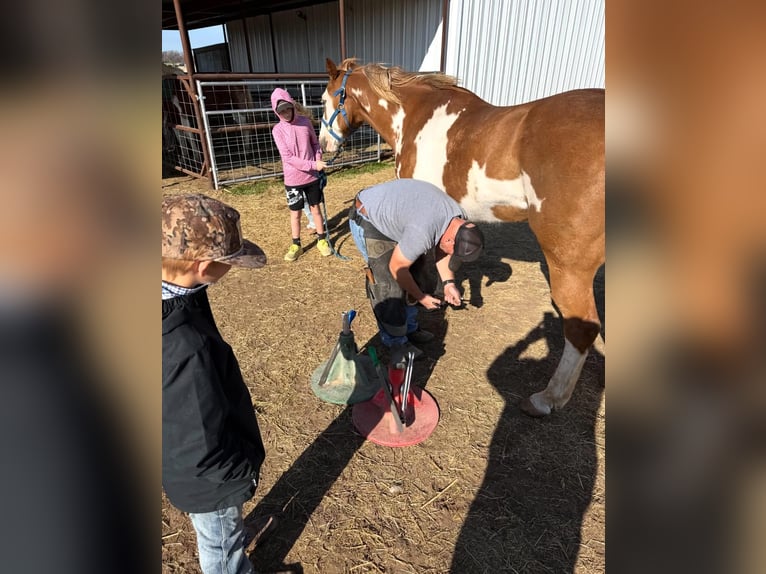 American Paint Horse Wallach 14 Jahre 152 cm Overo-alle-Farben in Abilene