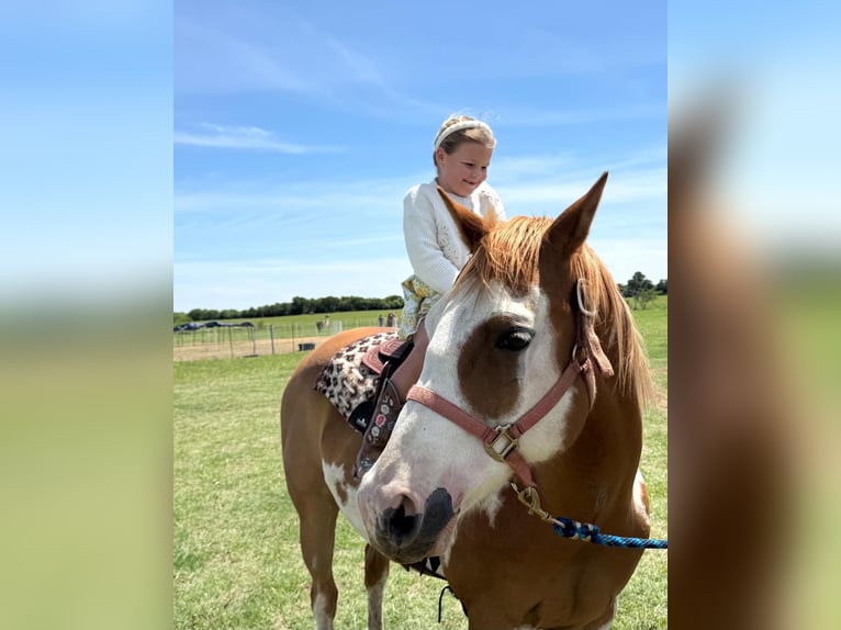 American Paint Horse Wallach 14 Jahre 152 cm Overo-alle-Farben in Abilene