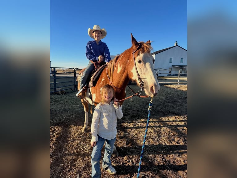 American Paint Horse Wallach 14 Jahre 152 cm Overo-alle-Farben in Abilene