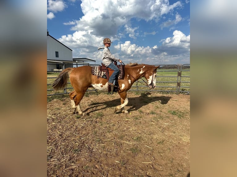 American Paint Horse Wallach 14 Jahre 152 cm Overo-alle-Farben in Abilene