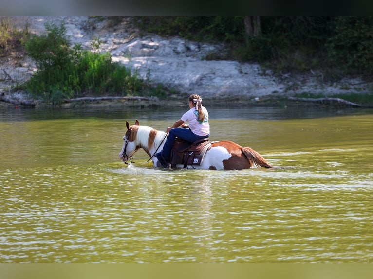 American Paint Horse Wallach 14 Jahre 152 cm Schecke in Terrell