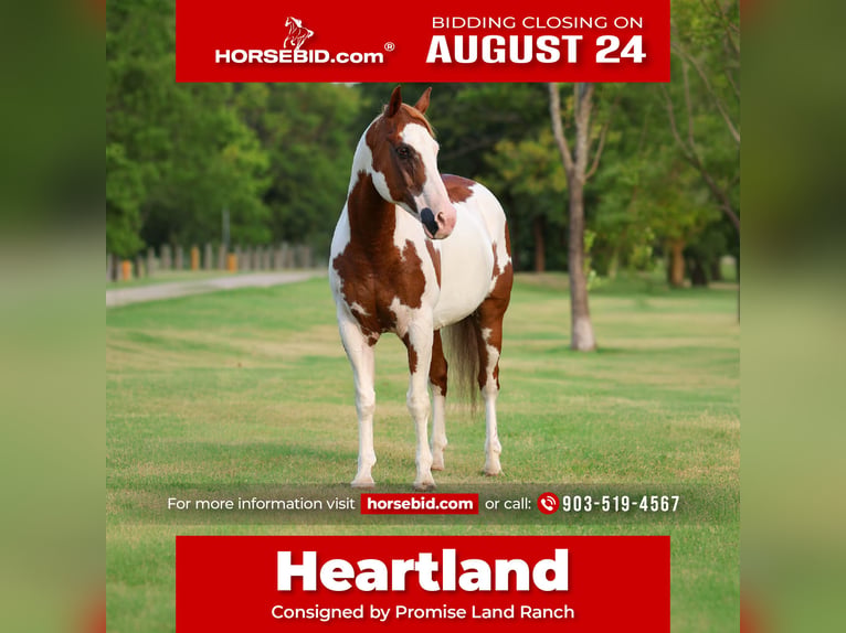 American Paint Horse Wallach 14 Jahre 152 cm Schecke in Terrell