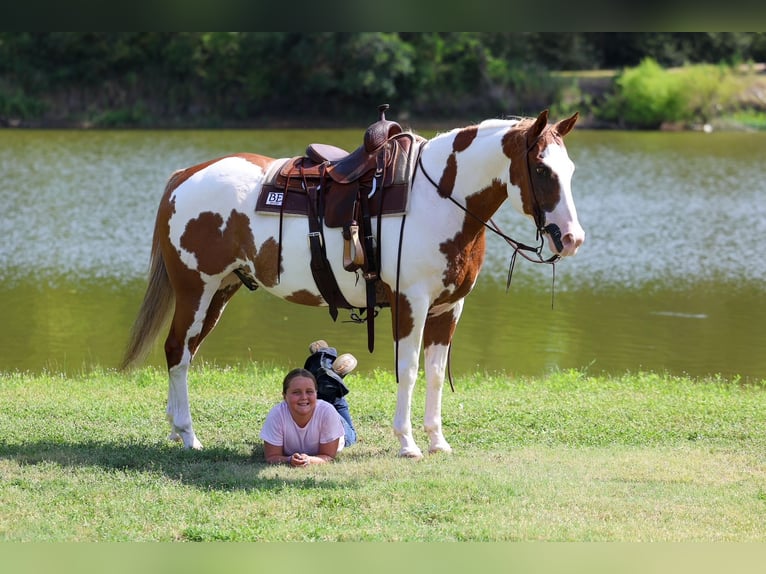 American Paint Horse Wallach 14 Jahre 152 cm Schecke in Terrell