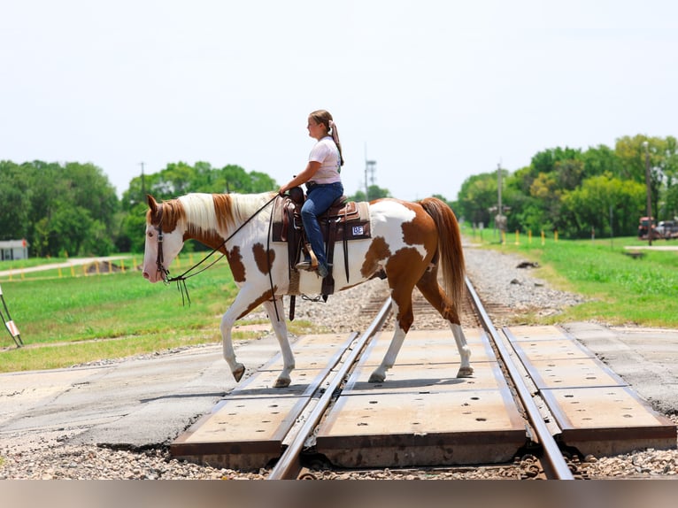 American Paint Horse Wallach 14 Jahre 152 cm Schecke in Terrell