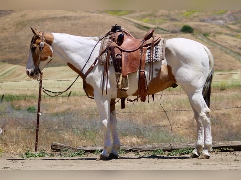 American Paint Horse Wallach 14 Jahre 155 cm Buckskin in Paicines CA