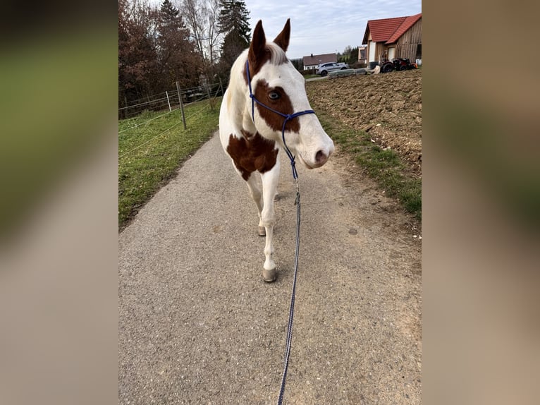 American Paint Horse Mix Wallach 14 Jahre 155 cm Schecke in Balingen